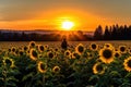 sunflower field with silhouette of person for warm and inviting photo Royalty Free Stock Photo