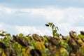 A sunflower field with a single tall sunflower Royalty Free Stock Photo