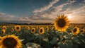 sunflower field with sky background a beautiful panorama of a sunflower field at sunset with a clear blue sky and fluffy clouds Royalty Free Stock Photo