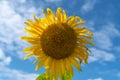 Sunflower field on sky background. Sunflower with wilted petals. Sadness. Autumn Royalty Free Stock Photo