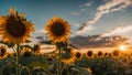 sunflower field with sky a beautiful panorama of a sunflower field at sunset with a clear blue sky and fluffy clouds Royalty Free Stock Photo