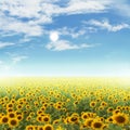 Sunflower field and sky at sun the day background. Royalty Free Stock Photo