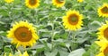 Sunflower field, steadicam, no people