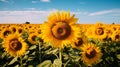 Sunflower Field: A Stunning Display Of Nature\'s Beauty Royalty Free Stock Photo