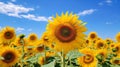 Sunflower Field: A Stunning Display Of Nature\'s Beauty Royalty Free Stock Photo