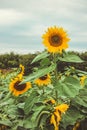 Sunflower in the field Royalty Free Stock Photo