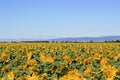 Sunflower field during summer