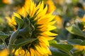 Sunflower field in summer Royalty Free Stock Photo