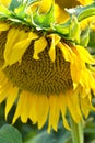 Sunflower in a field