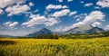 Sunflower field in Summer in Isere, Alps, France Royalty Free Stock Photo