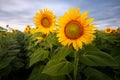 Sunflower field on summer morning Royalty Free Stock Photo