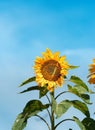 Sunflower in The Field At Summer Noon Day with Blue Sky As Background. Beautiful Yellow Common Sunflower or Helianthus annuus Blos Royalty Free Stock Photo