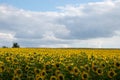 Sunflower field in summer. Panoramic scene with sunflowers in the field, tree on the horizon, and blue sky with clouds. Royalty Free Stock Photo