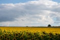 Sunflower field in summer. Panoramic scene with sunflowers in the field, tree on the horizon, and blue sky with clouds. Royalty Free Stock Photo