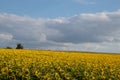 Sunflower field in summer. Panoramic scene with sunflowers in the field, tree on the horizon, and blue sky with clouds. Royalty Free Stock Photo