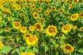 Sunflower field in summer sunny day. Picturesque landscape with blossoming sunflowers. Beautiful natural background Royalty Free Stock Photo