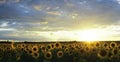 Sunflower Field In Summer At Sunset. The Beautiful Clouds Above The Sunflower Field At Sunset. The Sun Sets On The Horizon. Beauti