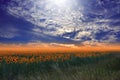 Sunflower Field,Summer Sunset.Beautiful Nature Background.Artistic Wallpaper.Art Photography.Summer Landscape.Sky,clouds,sun. Royalty Free Stock Photo