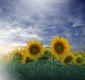 Sunflower Field, Summer Sunset.Beautiful Nature Background.Artistic Wallpaper.Art Photography.Summer Landscape.Sky, clouds, sun. Royalty Free Stock Photo