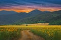 Sunflower Field.Summer Sunset.Beautiful Nature Background.Artistic Wallpaper.Art Photography.Summer Landscape.Sky,clouds,sun. Royalty Free Stock Photo