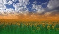 Sunflower Field.Summer Sunset.Beautiful Nature Background.Artistic Wallpaper.Art Photography.Summer Landscape.Sky, clouds, sun. Royalty Free Stock Photo