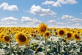 Sunflower field in the sun with cloudy blue sky, summer landscape Royalty Free Stock Photo