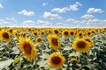 Sunflower field in the sun with cloudy blue sky, summer landscape Royalty Free Stock Photo