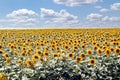 Sunflower field in the sun with cloudy blue sky, summer landscape Royalty Free Stock Photo