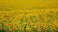 Sunflower field in the sun Royalty Free Stock Photo