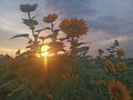 Sunflower field and sun flare with cross shaped among the plants. Royalty Free Stock Photo