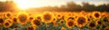 Sunflower field with the sun setting Royalty Free Stock Photo