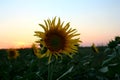 Sunflower field Royalty Free Stock Photo