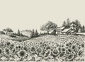 Sunflower field