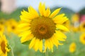 Sunflower , field of sunflower it`s look beautiful in the morning at bangkea thaoland.