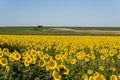 Sunflower field. Sunflowers plantation in southern France near Cognac. Royalty Free Stock Photo