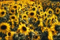 Sunflower field,A field of sunflowers on a sunny day Royalty Free Stock Photo