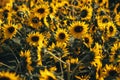 Sunflower field,A field of sunflowers on a sunny day Royalty Free Stock Photo