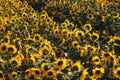 Sunflower field,A field of sunflowers on a sunny day Royalty Free Stock Photo