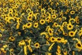 Sunflower field,A field of sunflowers on a sunny day Royalty Free Stock Photo