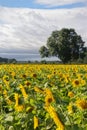 Sunflower Field with tree in background Royalty Free Stock Photo