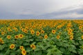 sunflower in a field of sunflowers under a blue sky Royalty Free Stock Photo