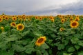 sunflower in a field of sunflowers under a blue sky Royalty Free Stock Photo