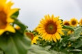 sunflower in a field of sunflowers under a blue sky Royalty Free Stock Photo