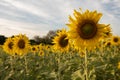 sunflower in a field of sunflowers under a blue sky Royalty Free Stock Photo