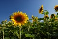 The Mayan Sunflower