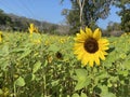 Sunflower field sunny day Royalty Free Stock Photo