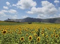 A sunflower field in a sunny day in Adana Royalty Free Stock Photo