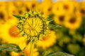 Sunflower field in sunny day Royalty Free Stock Photo