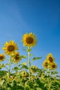Sunflower field in a sunny day with blue sky in the background Royalty Free Stock Photo