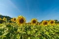 Sunflower field in a sunny day with blue sky in the background Royalty Free Stock Photo